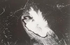 "Untitled" (Tree of Life Series), 1977
